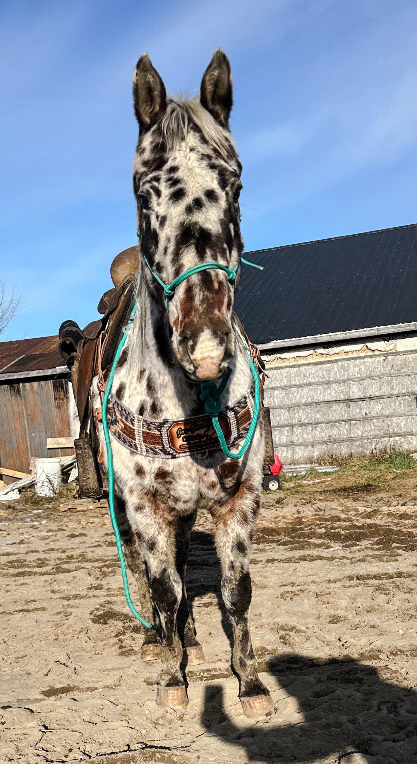 Mohair Roping breast collar custom Logo