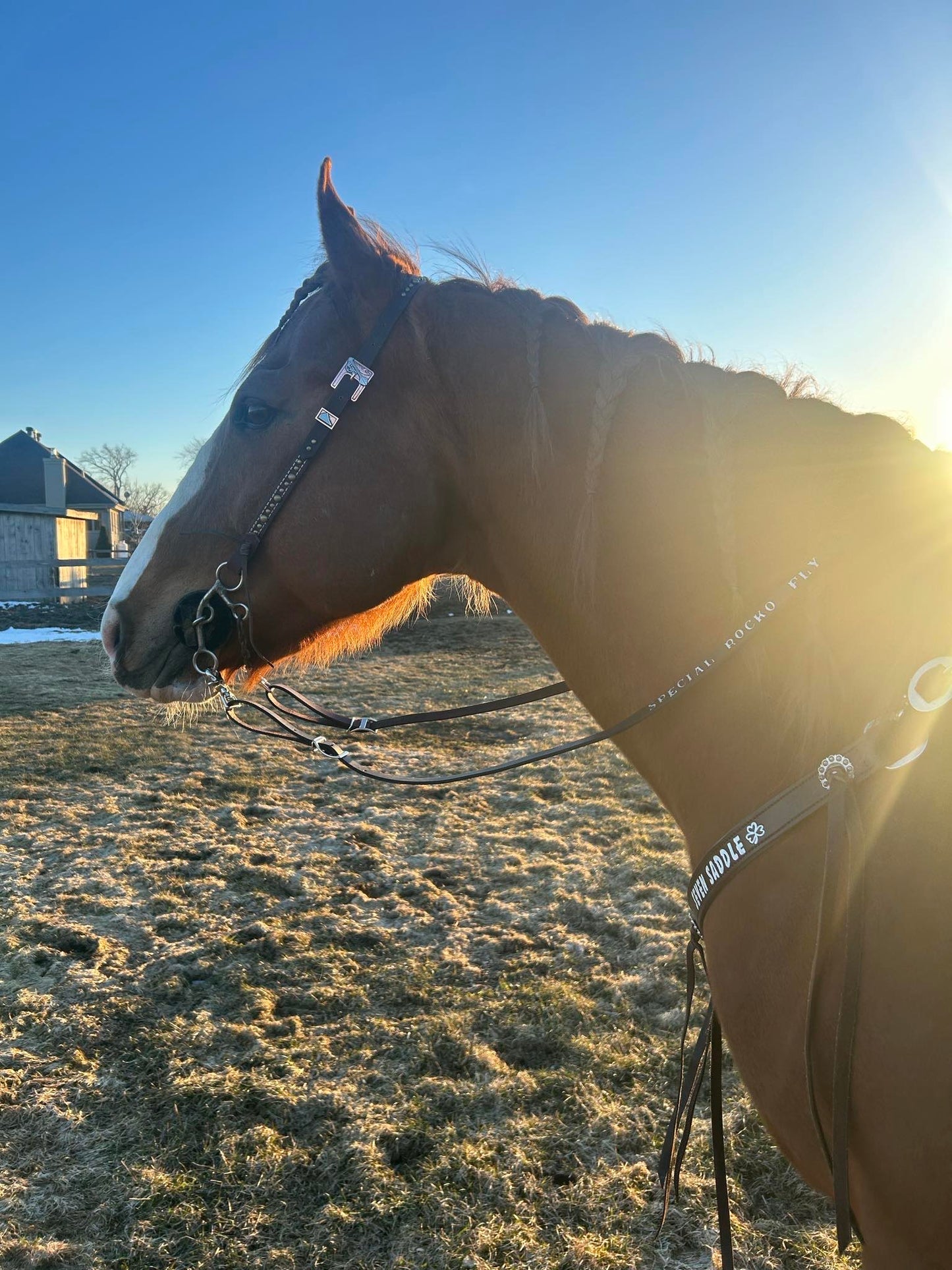 Custom made Barrel Reins with horse name