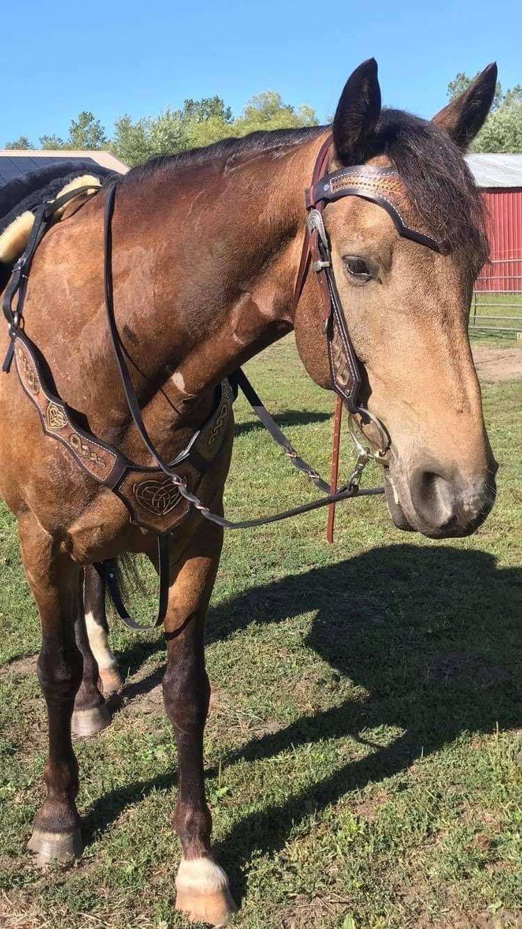 Leather Horse Medieval Set Celtic Brown