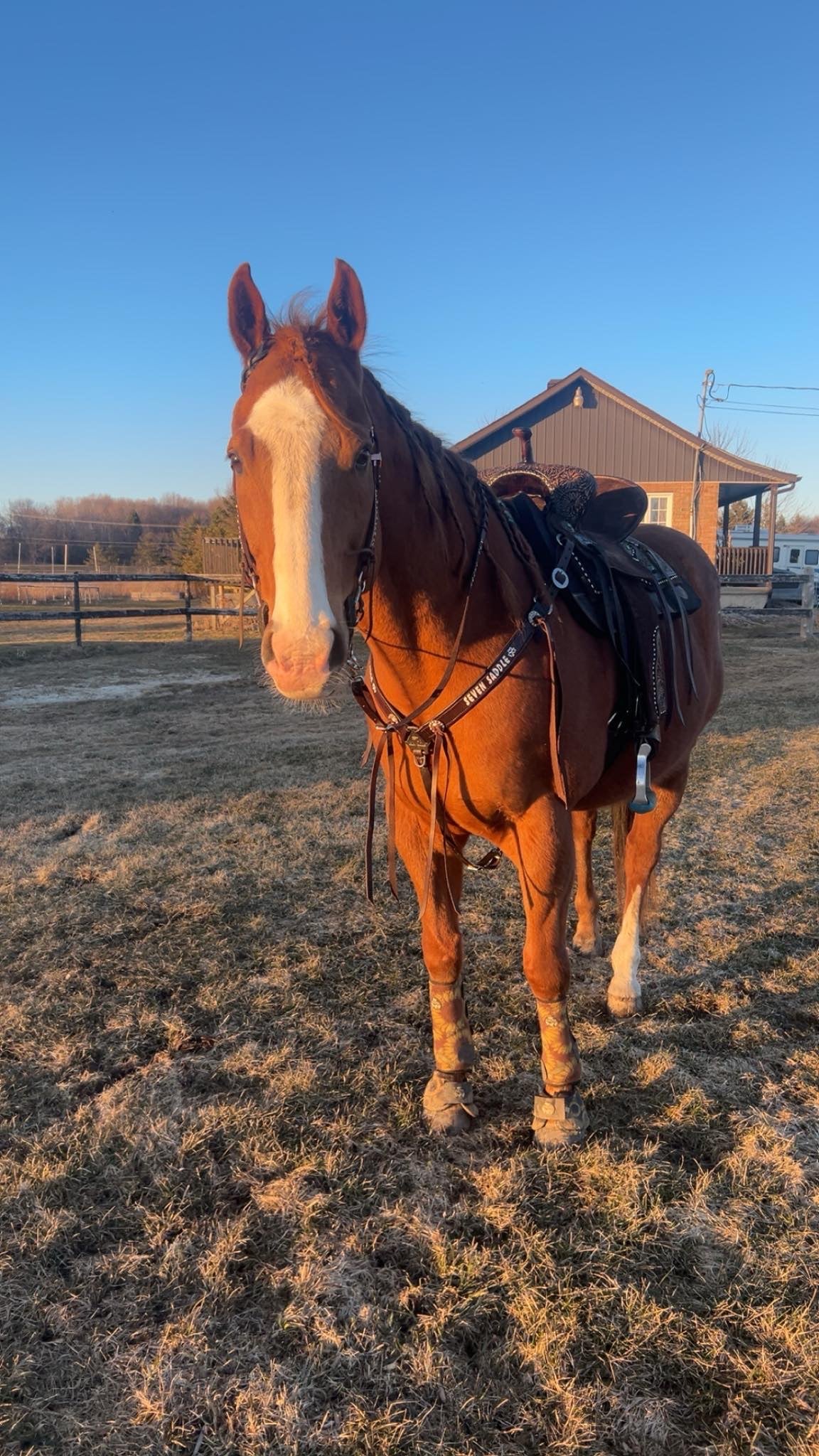 Arrow Headstall