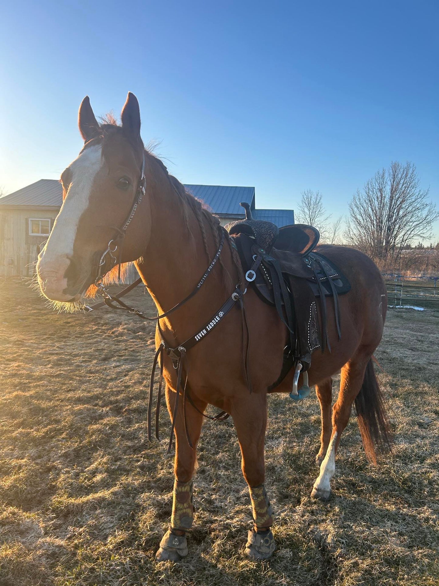 Arrow Headstall